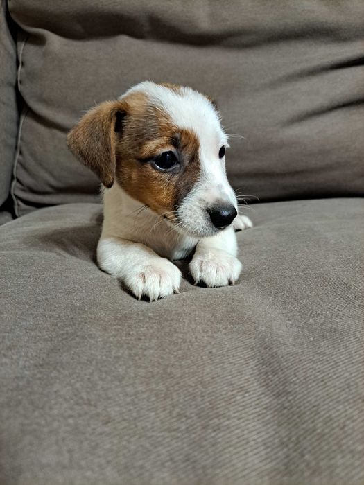 Jack Russell Terrier suczka rodowód