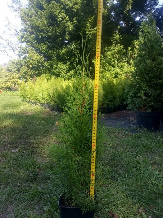 Thuja 'Smaragd' tuja szmaragd szmaragdowa