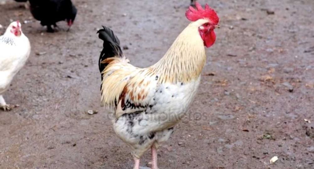 Sprzedam koguta swojego chowu