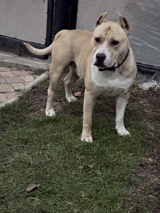 Амстафф шукає подругу безкоштовно