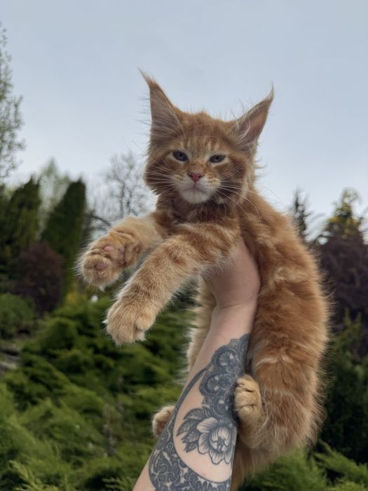 Мейн-Кун Мальчик Рыжий Львенок,котята