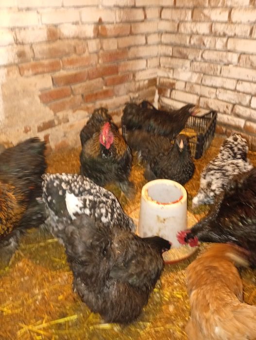 Kury koguty kochin olbrzymi