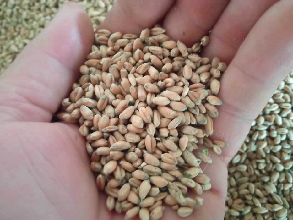 Pszenica ozima -PALLAS  Ładna.