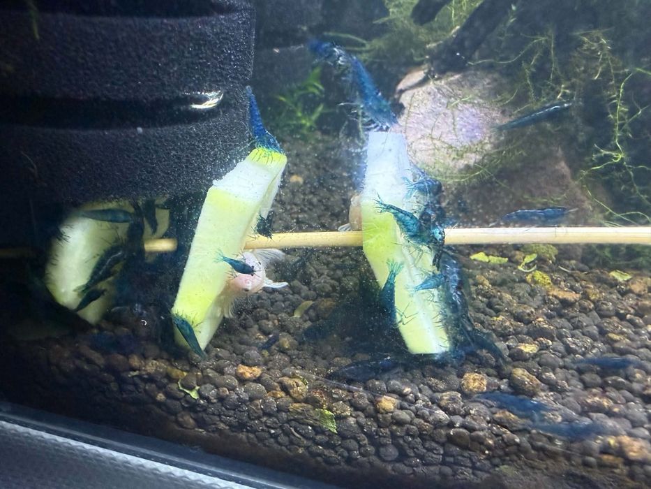 Krewetki Blue velvet