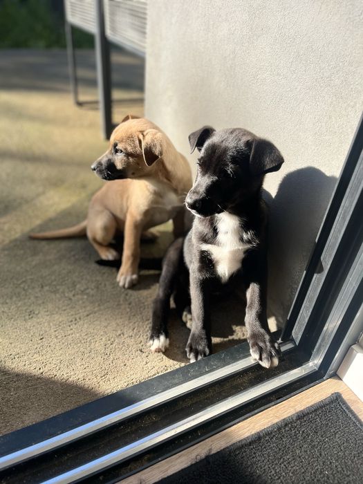 (Reservado) Para adoçao responsavel