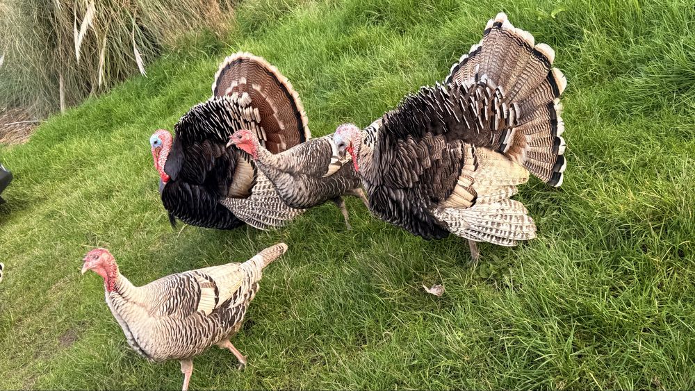 Perus 2 machos adultos