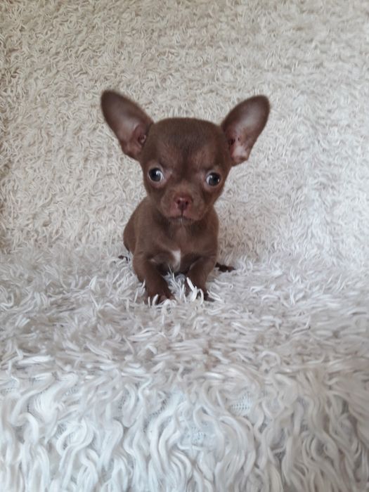Chihuahua wyjątkowa suczka czekoladowa