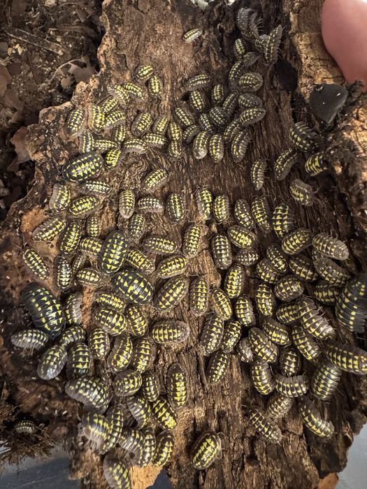 Armadillidium gestroi isopod