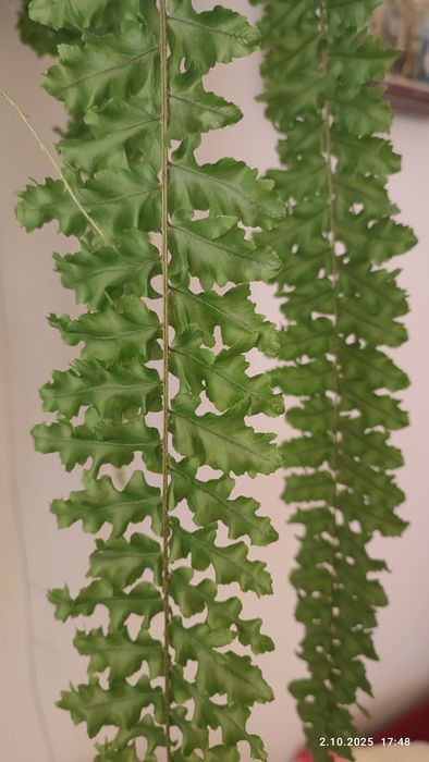 Paprotka domowa dekoracyjna