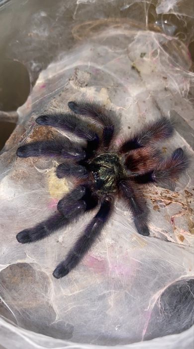 caribena versicolor ptasznik kolorowy nadrzewny samica