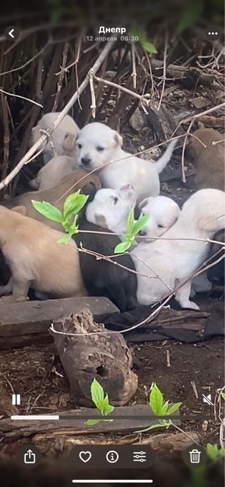 Щенки помесь стаффа и лабрадора