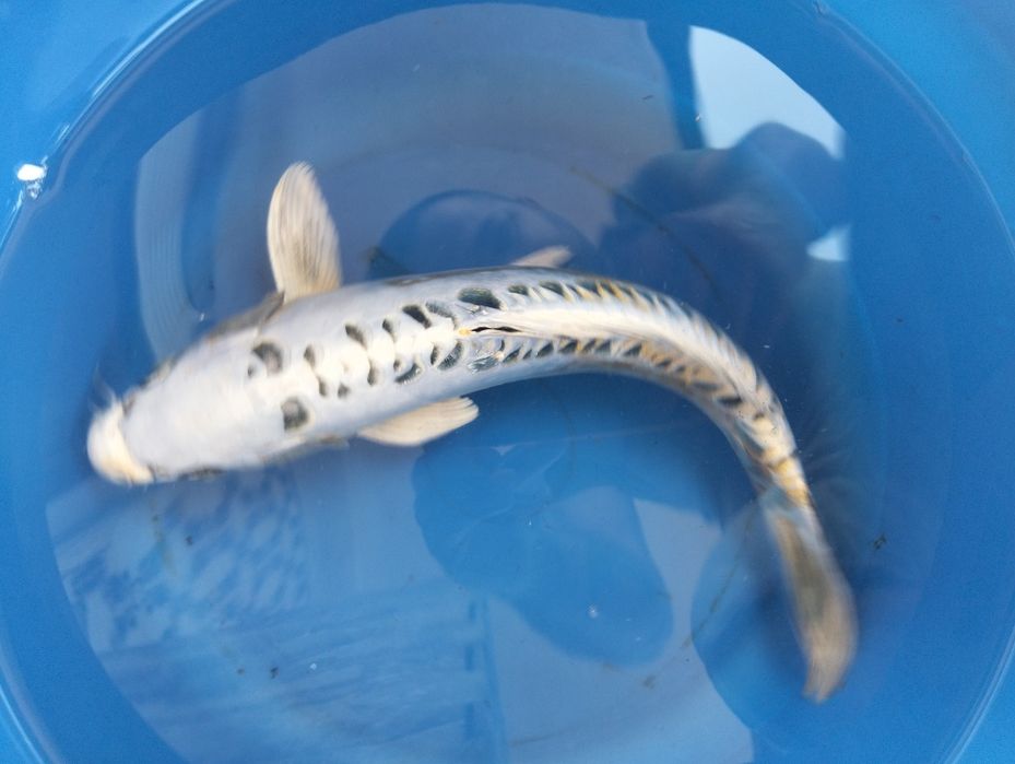 Carpa koi premiumi doitsu 35cm