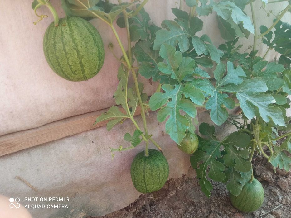 Oddam miejsce pod zrębki, eko pod warzywa, ZA DARMO,Ochojno k. Krakowa