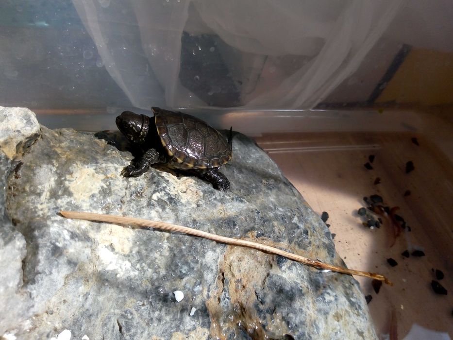 Камень для террариума, аквариума