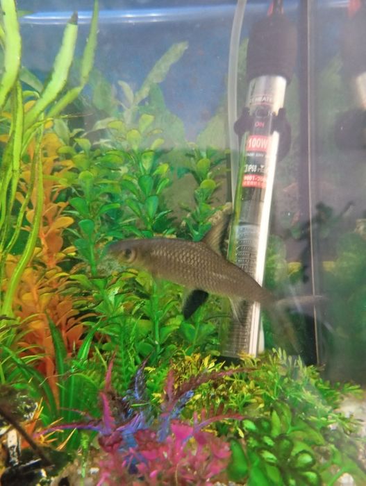 Peixe tubarão prateado