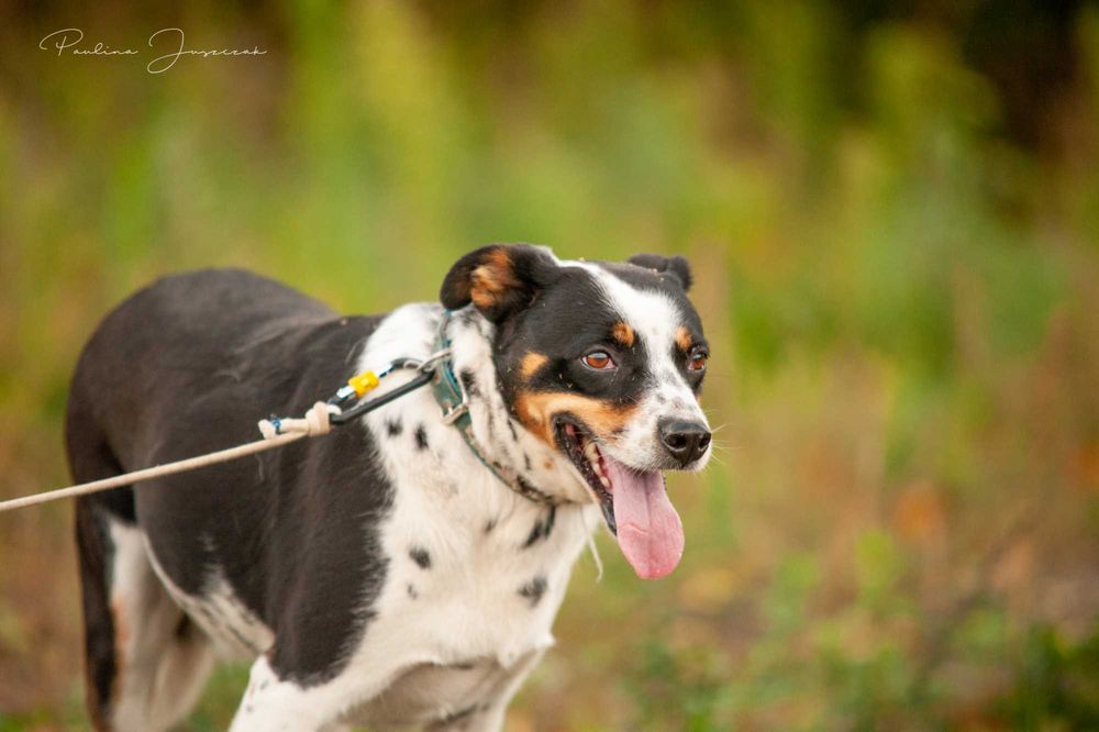 Delikatna Diuna bardzo potrzebuje domu!