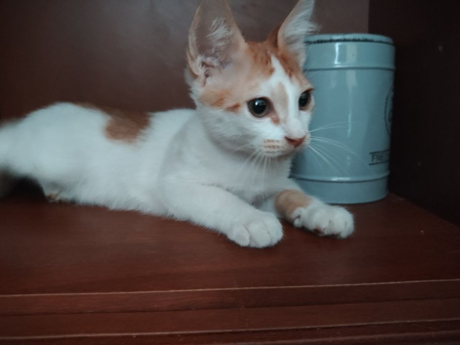 Кошенята, котята, Котёнок