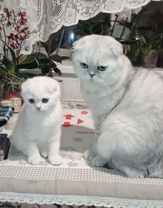 Кошеня фолд дівчинка срібна шиншила