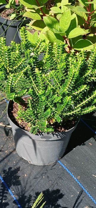 Hebe zimozielone kwitnace