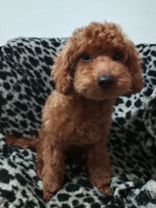 Добра,лагідна,спокійна та розумаха.