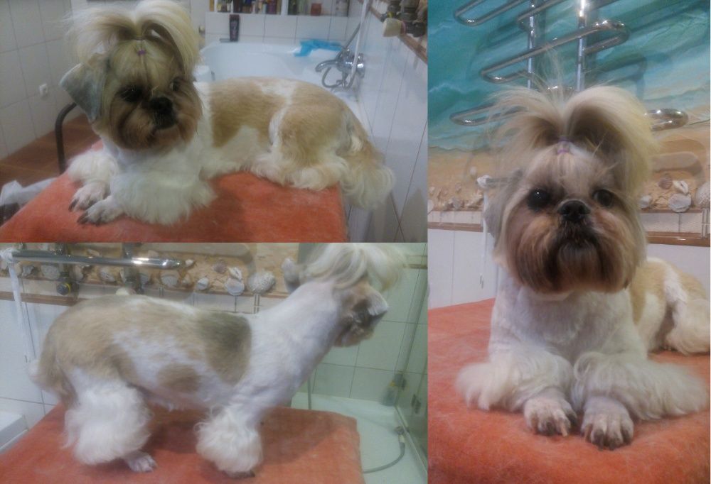 Стрижка собак, груминг