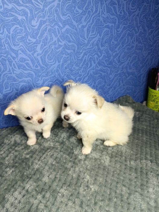 Щенки чихуахуа!!!