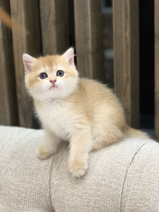 Британские котята