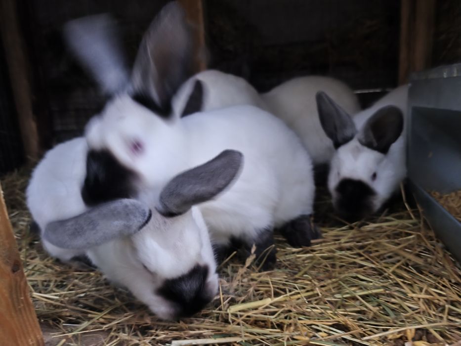 Sprzedam króliki kalifornijskie