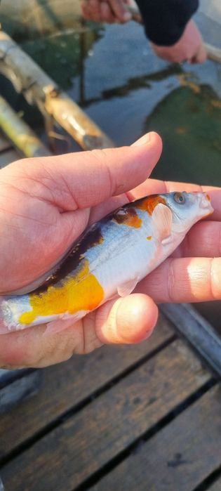 Narybek lina,karpia,amura,Tołpyga,Karaś pospolity