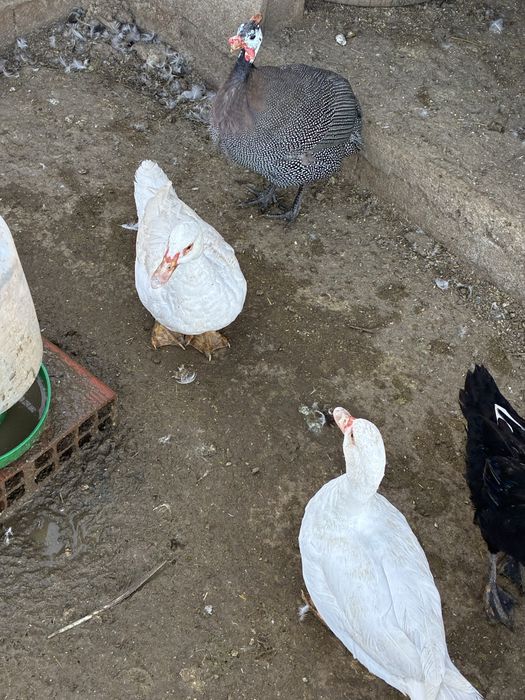 Aves de Capoeira