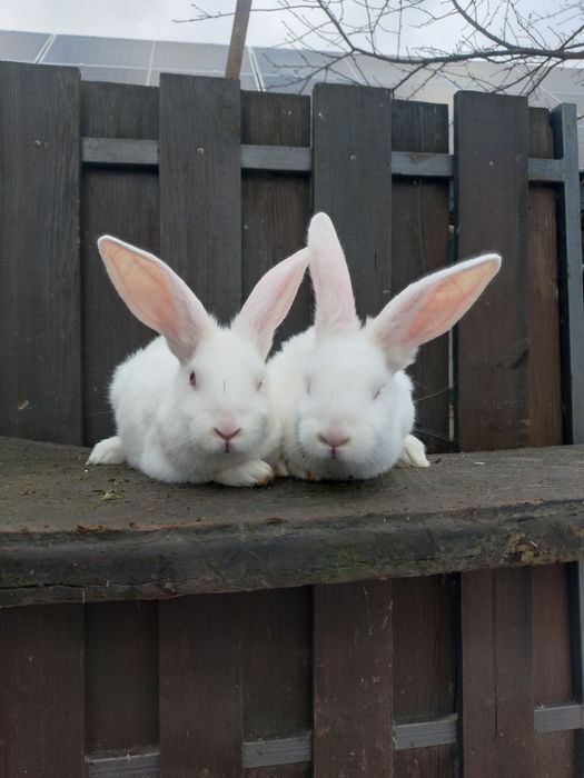 Кролики термонська біла молодняк