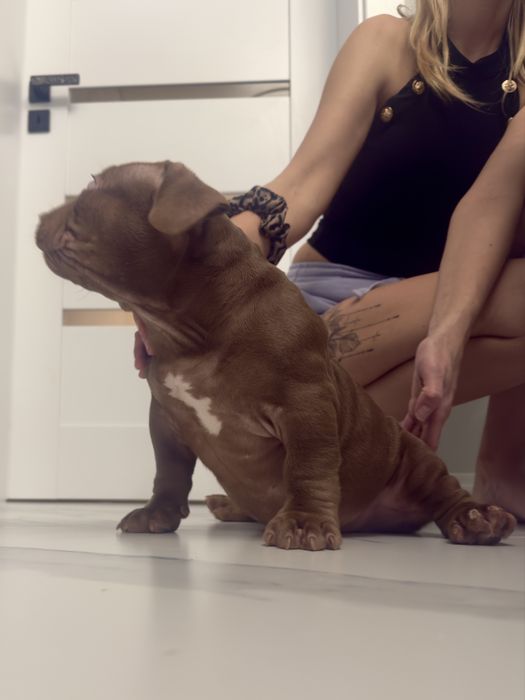 American bully pocket/standard ABKC Mocny rodowód