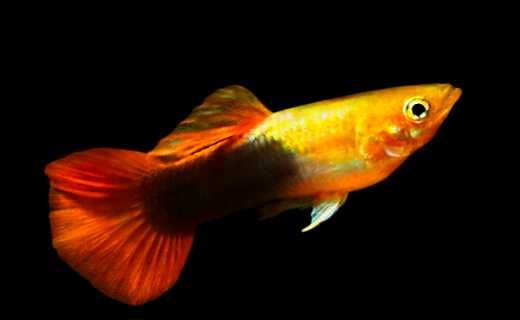 GB Gupik Golden Tuxedo - dowóz ryb!