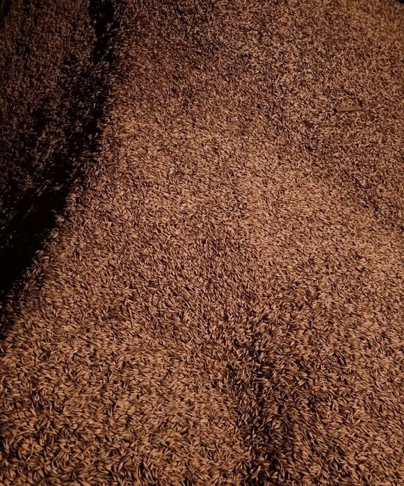 Jęczmień - Pszenica