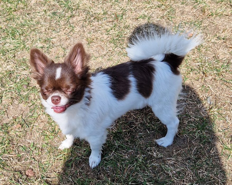 Chihuahua długowłosy biało- czekoladowy.