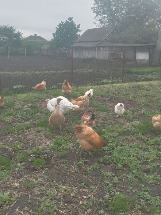 Продам курей домашніх.