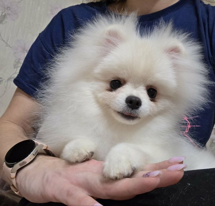 Фантастичні красунчики.