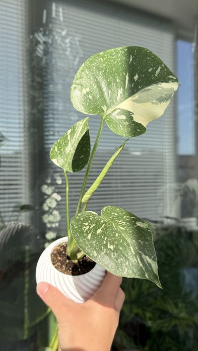 Монстера Тайське Сузірʼя / Monstera Thai Constellation