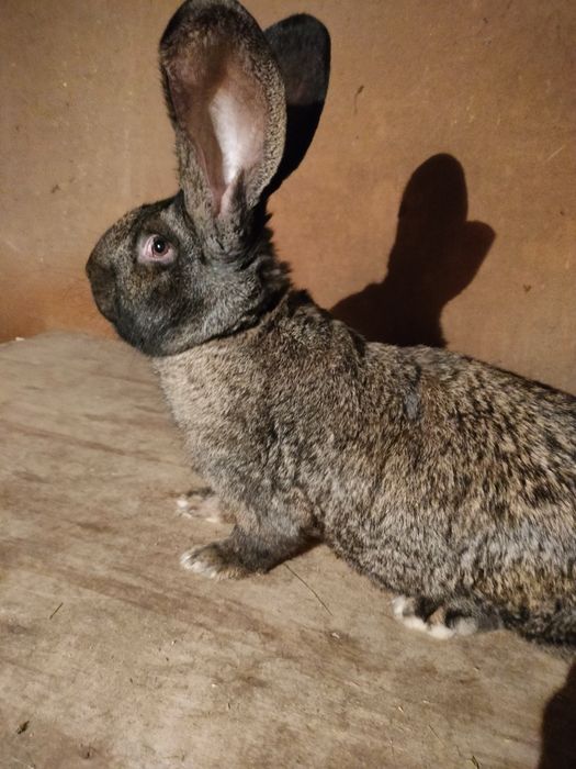 Samiec  olbrzym belgijski zelazisty