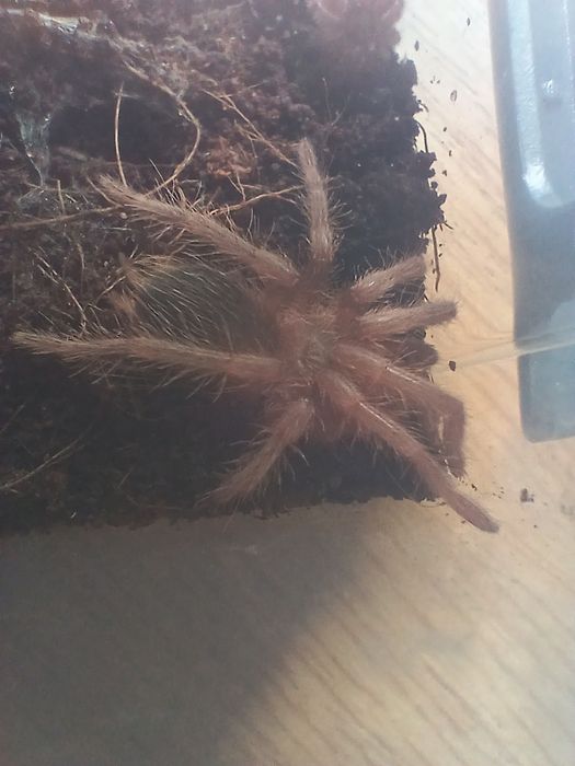 Lasiodora Parahybana l5/l6