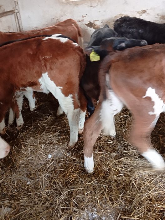 Sprzedam byczki i jalowki