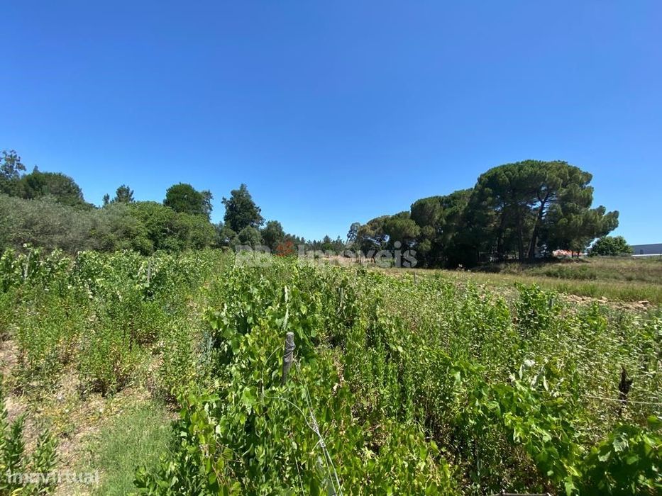 Terreno Rústico com Vinha - Charneca do Maxial, Tomar