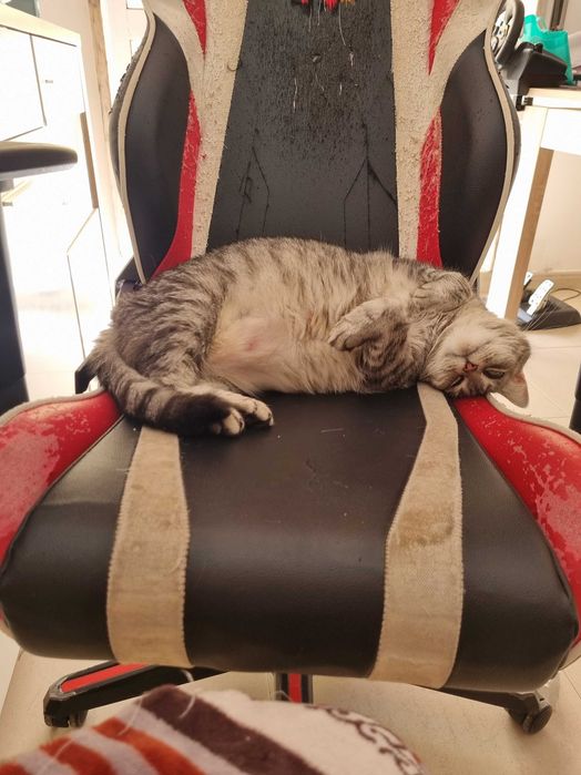 Gatinha para adopção responsável