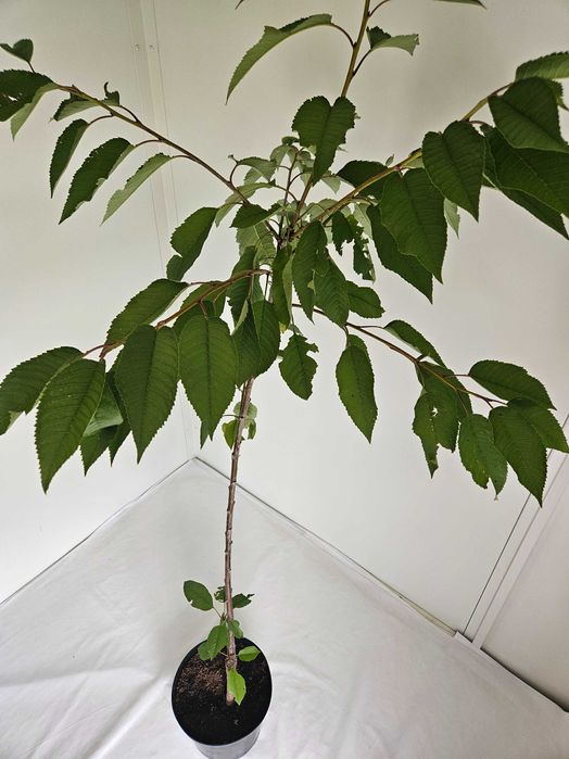 Czereśnia Repina 110cm drzewko owocowe C4 + nawóz gratis