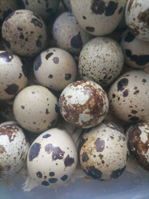 Ovos codornizes frescos da semana galados, só entrego na zona de Torres Vedras e Alenquer