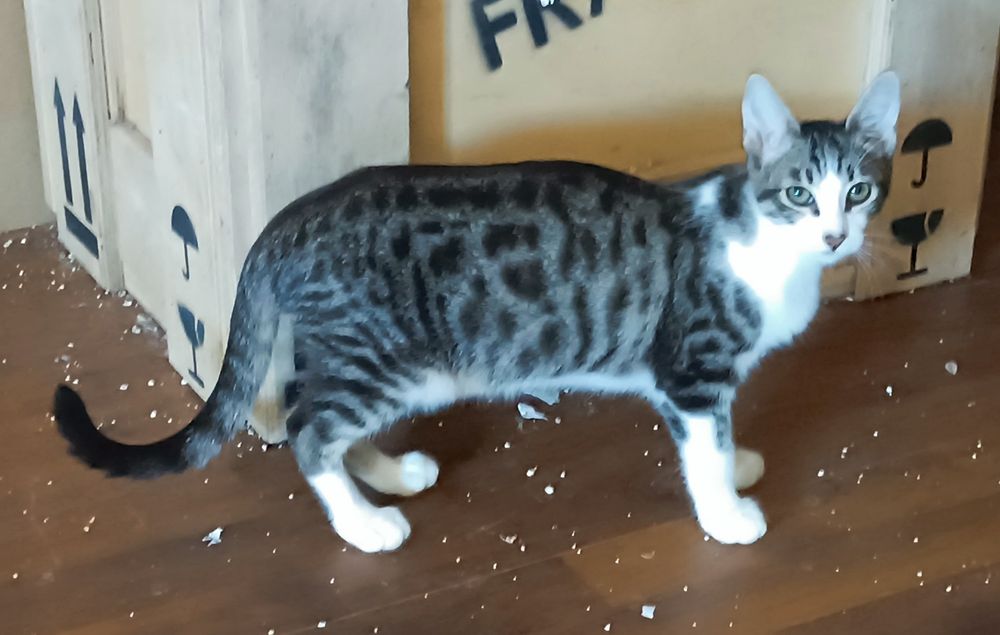 Gatinho macho, com 4 meses, para adoção.