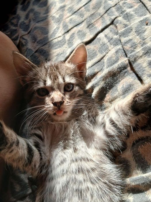 Віддам кошенят в добрі руки