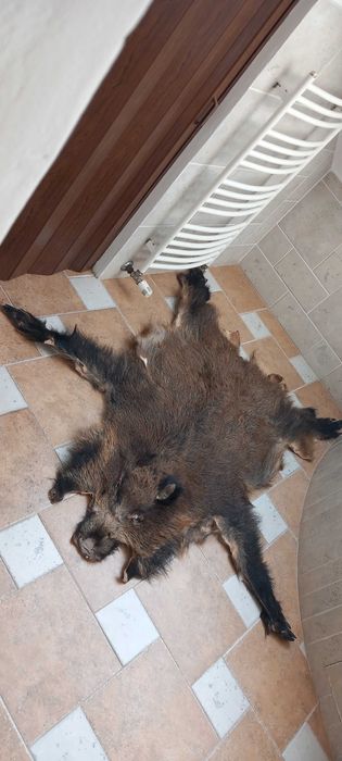 Skóra z dzika 2020 r.