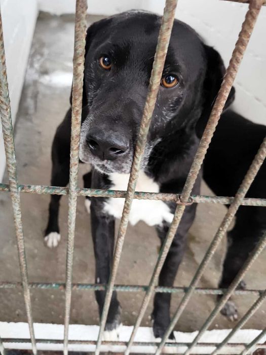 RÚBIO (Macho, Porte Grande) Para Adoção