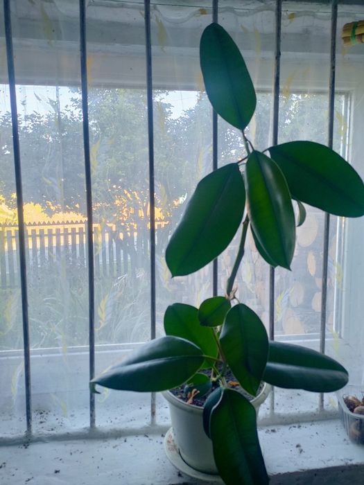 Фікус висота 70 см